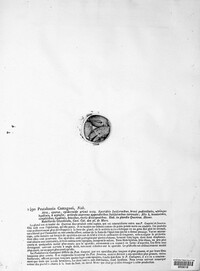 Pestalotia castagnei image